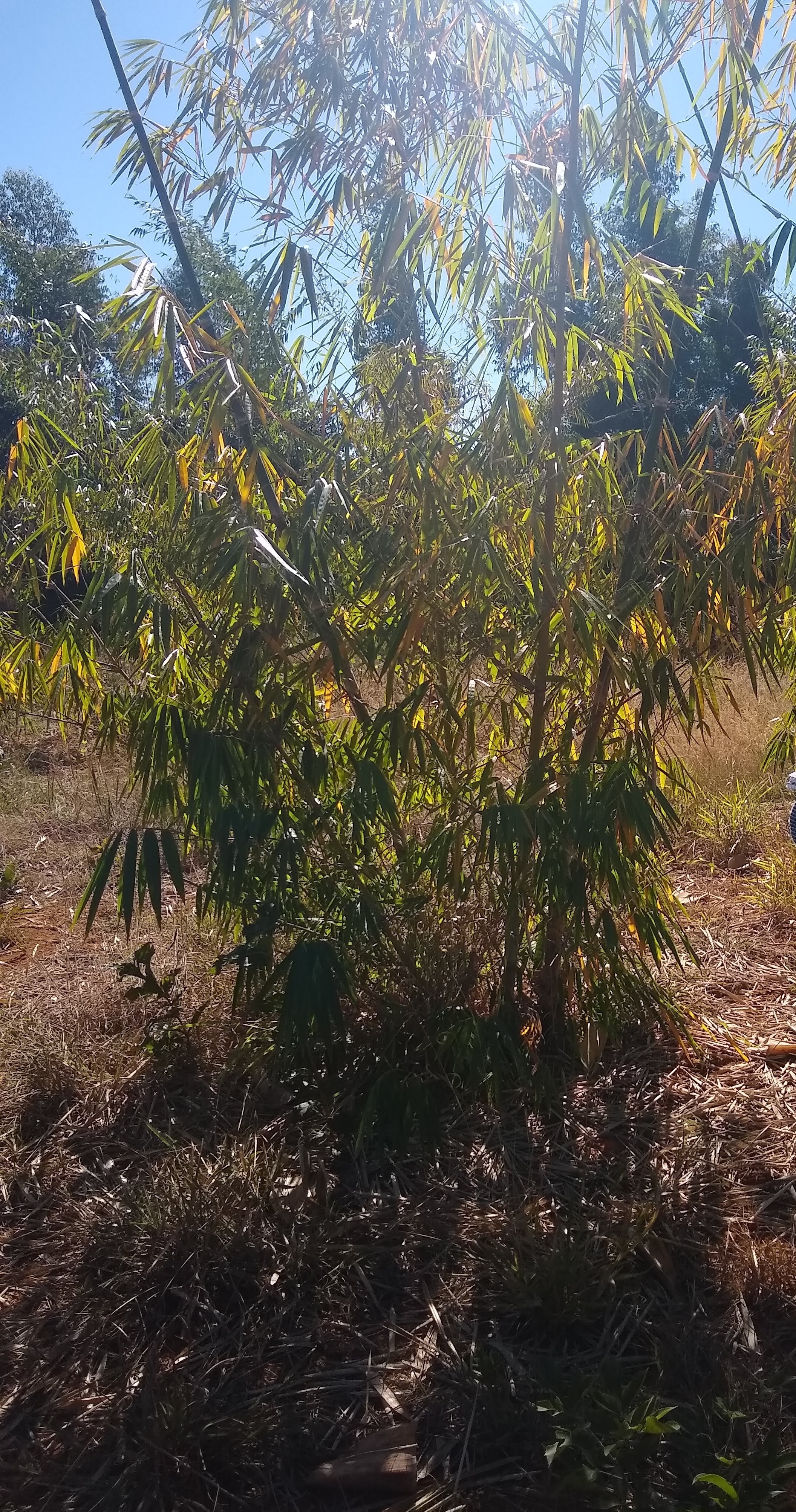 Plantio de Bambu na FAL/UnB